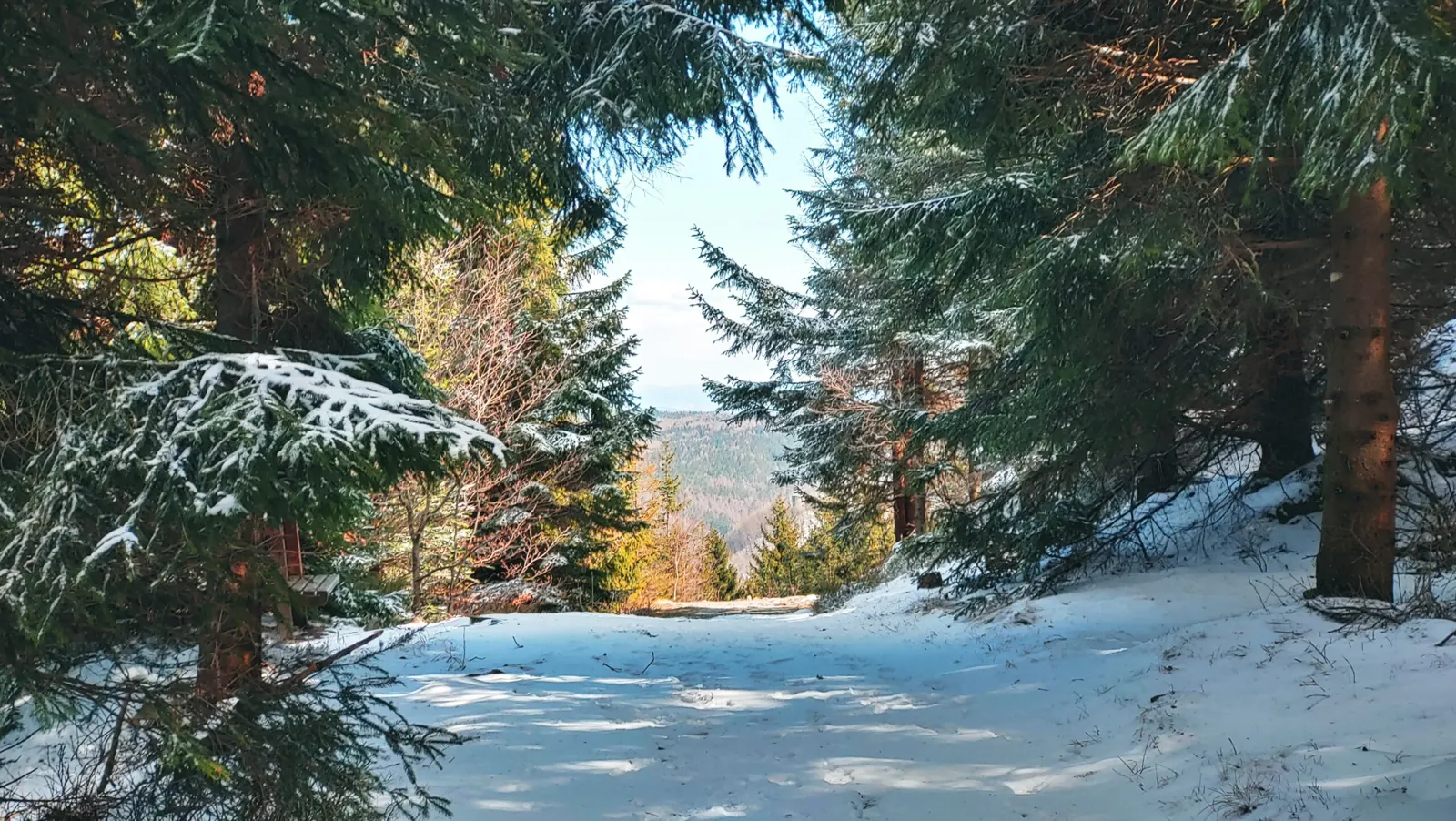 Snowy forest above Chřibská
